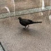 まりもの画像