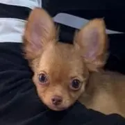 にこむぎの画像