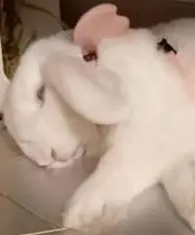 あかね