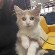 らびらび