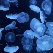 jjsnjjの画像