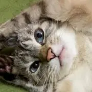 た。