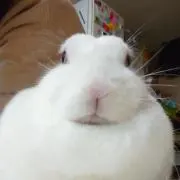 みどりこの画像