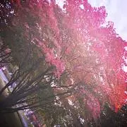 ちょこれーとの画像