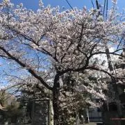 サヒト