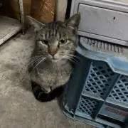 よし