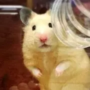 hiloの画像