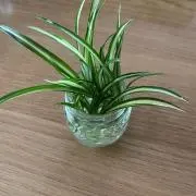 のりちゃんの画像