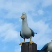 コウの画像