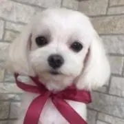 わんこの画像