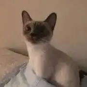 ももの画像