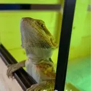 かえるちゃん太郎