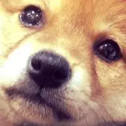 チャコ太郎の画像
