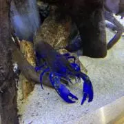 ピクセルの画像