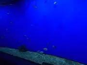 MNの画像