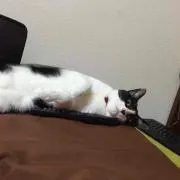 ゆた@値下げ交渉受け付けてます(^^;;