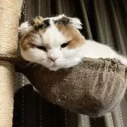 こまめたろうの画像