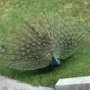 かなの画像