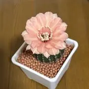 惠美子