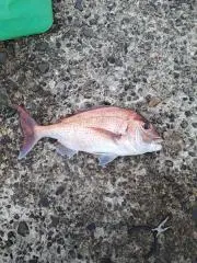 みつ