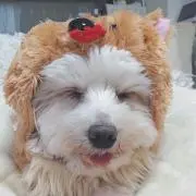 nanapeko