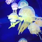 ta