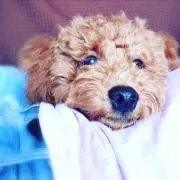 まあさ