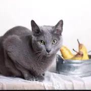 ミント☆