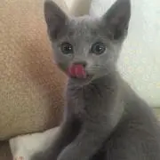 ももの画像