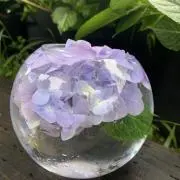 すいっちょん