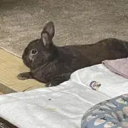 かなえの画像