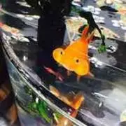 ayui꙳★*゜の画像