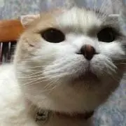 sakusaku0421の画像
