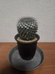 とーの画像
