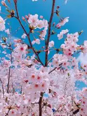 lino❁の画像