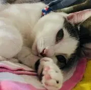 hanの画像