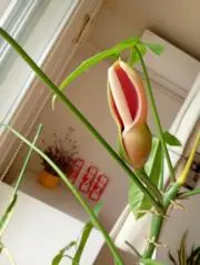 Kiraの画像