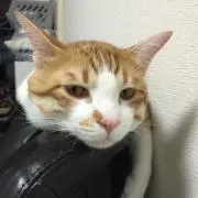ゆうの画像