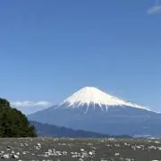 雷犬の画像