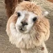 ほままの画像