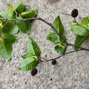 山奥の人の画像