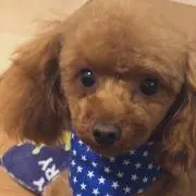 sora