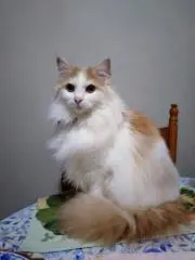 ピケの画像
