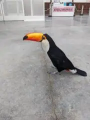 めめの画像