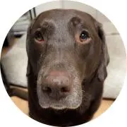 SHEEPIEの画像
