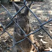 ズッキー