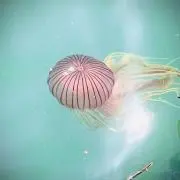 カエデ★の画像