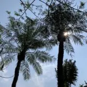 トミーの画像