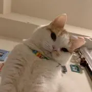 Meomeoの画像