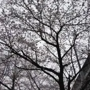 ☆I.S.O☆の画像